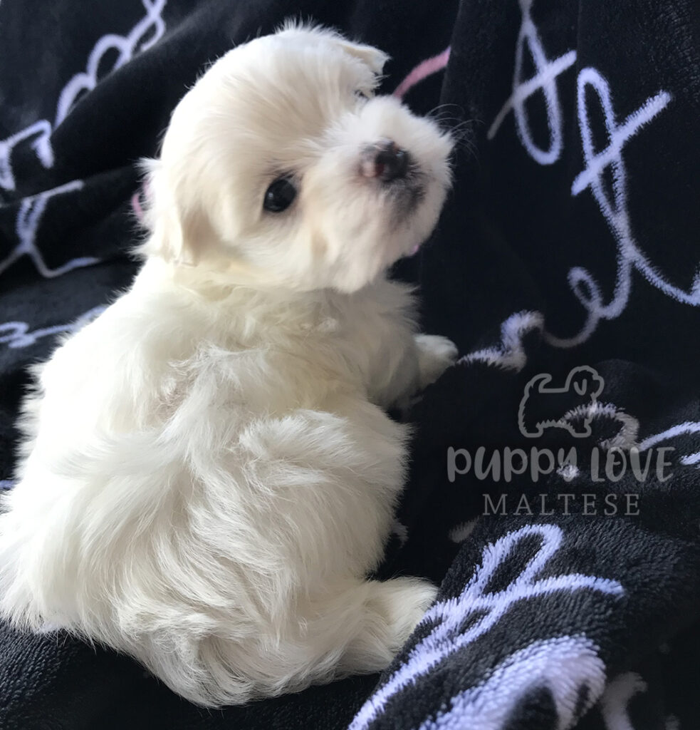 Puppy on blanket