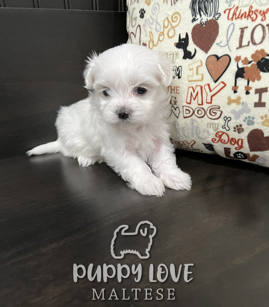 puppy next to pillow