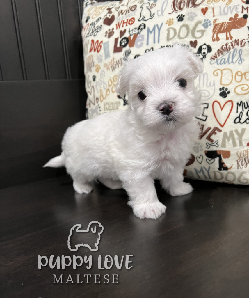 Cute Puppy next to Pillow